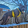 dog, yellow_harness, snow, brick_wall, tree, blue_sky, outdoor, pet, canine, fence, winter, animal, standing, alert, ears_up, collar, backyard, nature, daytime, quiet