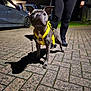 Ash joined the competition — help win amazing prizes! dog, yellow_harness, leash, person, legs, pavement, brick_driveway, night, car, house, shadow, outdoor, walking, pet, clothing, black_pants, streetlight, suburban, ears, blurred_face