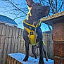 dog, yellow_harness, snow, brick_wall, outdoor, fence, tree, blue_sky, pet, canine, winter, animal, standing, looking_away, sunlight, ears_up, side_view, cold_weather, leash_ring, playful