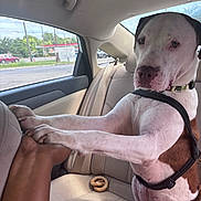 Graham Cracker joined the competition — help win amazing prizes! dog, car_interior, paw, hand, seat, window, leash, collar, pretzel, road_trip, animal, pet, friendship, brown_and_white, sitting, human_hand, backseat, daylight, interaction, canine