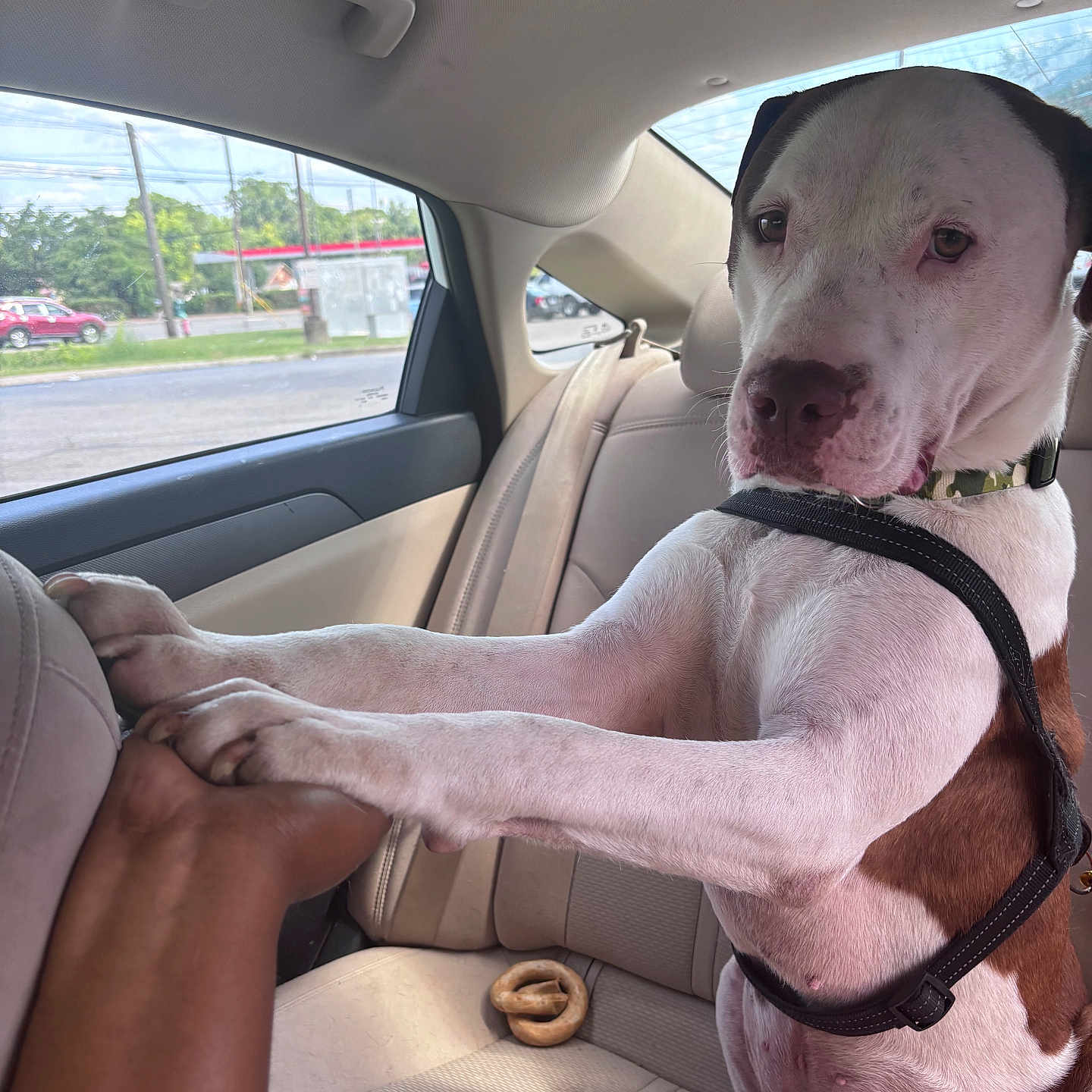 Graham Cracker joined the competition — help win amazing prizes! dog, car_interior, paw, hand, seat, window, leash, collar, pretzel, road_trip, animal, pet, friendship, brown_and_white, sitting, human_hand, backseat, daylight, interaction, canine