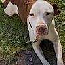 Graham Cracker joined the competition — help win amazing prizes! dog, brown_and_white, grass, leash, outdoor, pet, animal, canine, resting, sunlight, nature, curious, calm, ground, collar, ears, face, muzzle, paw, daylight