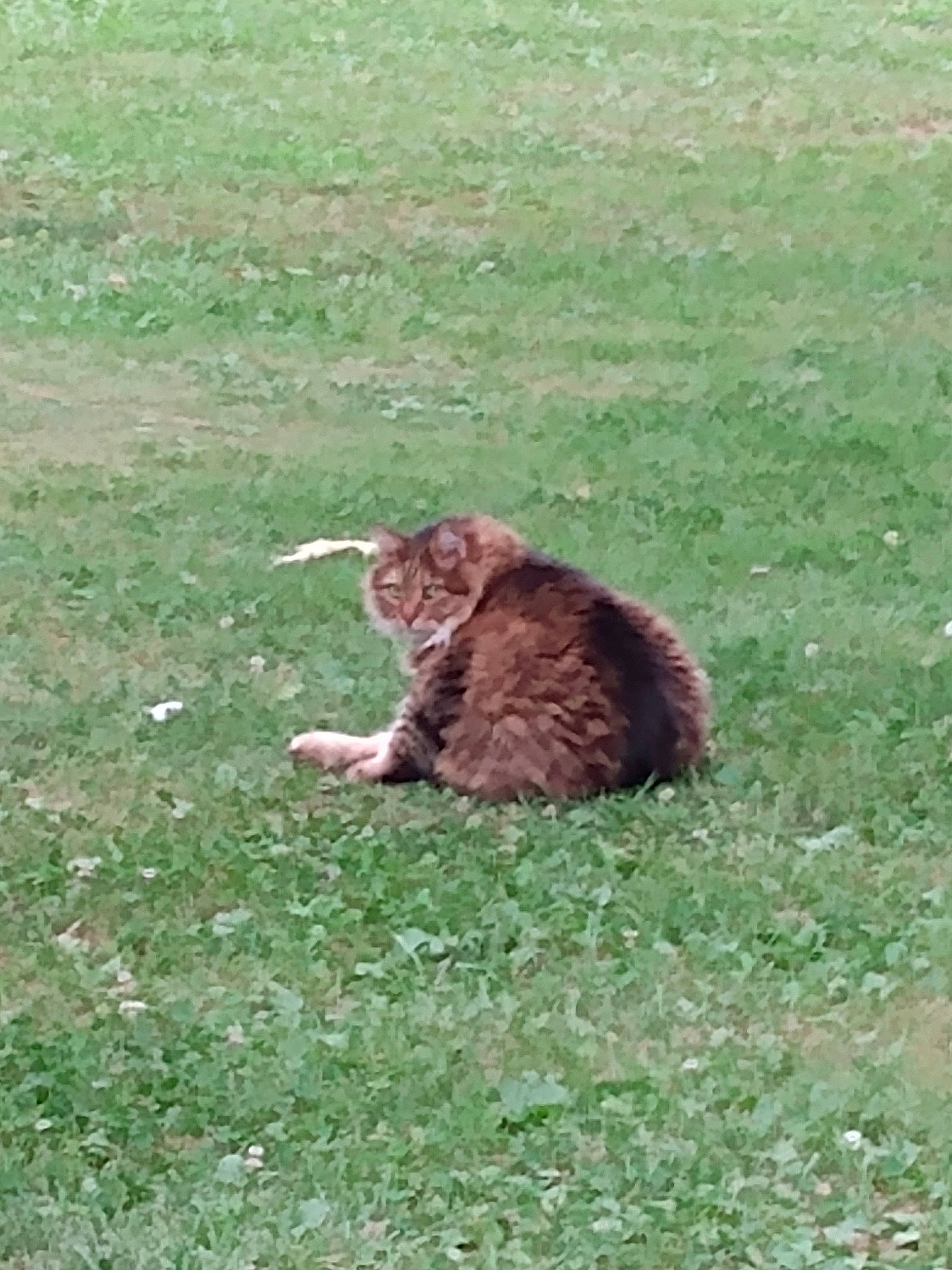 Boudreaux is registered to the contest to win money with this photo: carnivore, cat, domestic_short_haired_cat, fawn, felidae, field, fur, grass, grass_family, grassland, groundcover, lynx, pasture, prairie, small_to_medium_sized_cats, soil, tail, terrestrial_animal, whiskers, wildlife