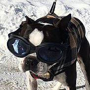 Lilo is registered to the contest to win money with this photo: dog, boston_terrier, goggles, coat, plaid, snow, winter, pet, outdoor, animal, leash, black_and_white, cold, canine, walking, daylight, fur, ears, face, cute