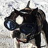 dog, boston_terrier, goggles, coat, plaid, snow, winter, pet, outdoor, animal, leash, black_and_white, cold, canine, walking, daylight, fur, ears, face, cute