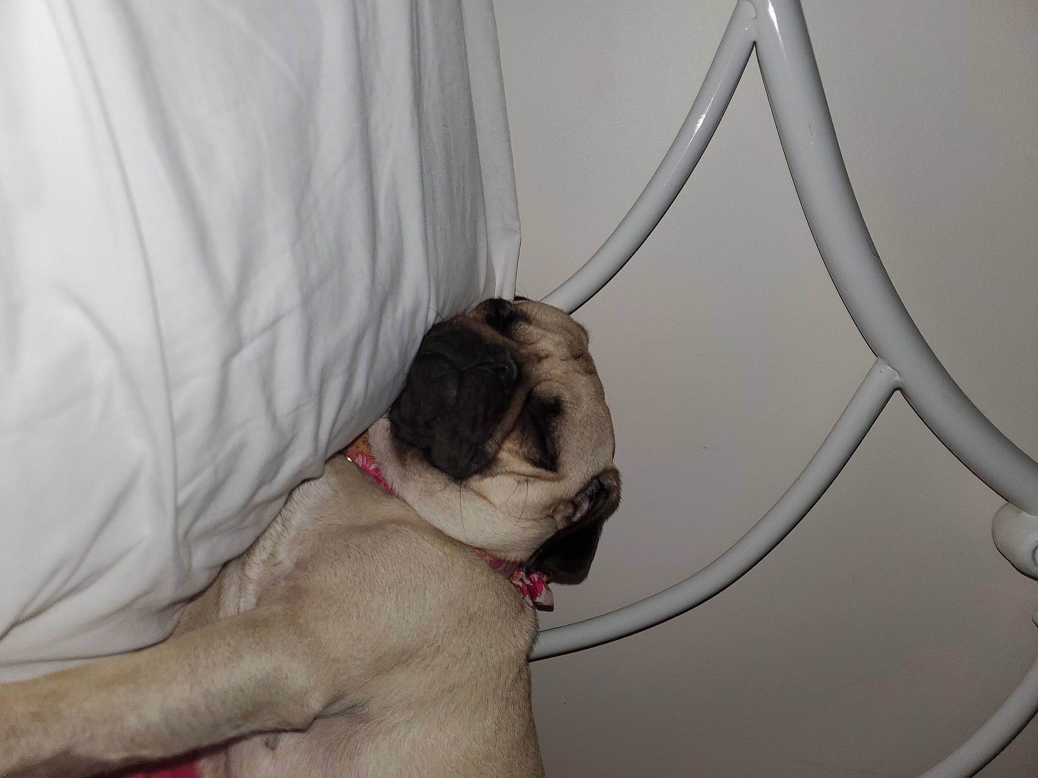 Ania joined the competition — help win amazing prizes! carnivore, collar, comfort, companion_dog, curtain, dog, dog_breed, elbow, fawn, felidae, flooring, foot, human_leg, jaw, pug, small_to_medium_sized_cats, snout, sporting_group, tail, whiskers