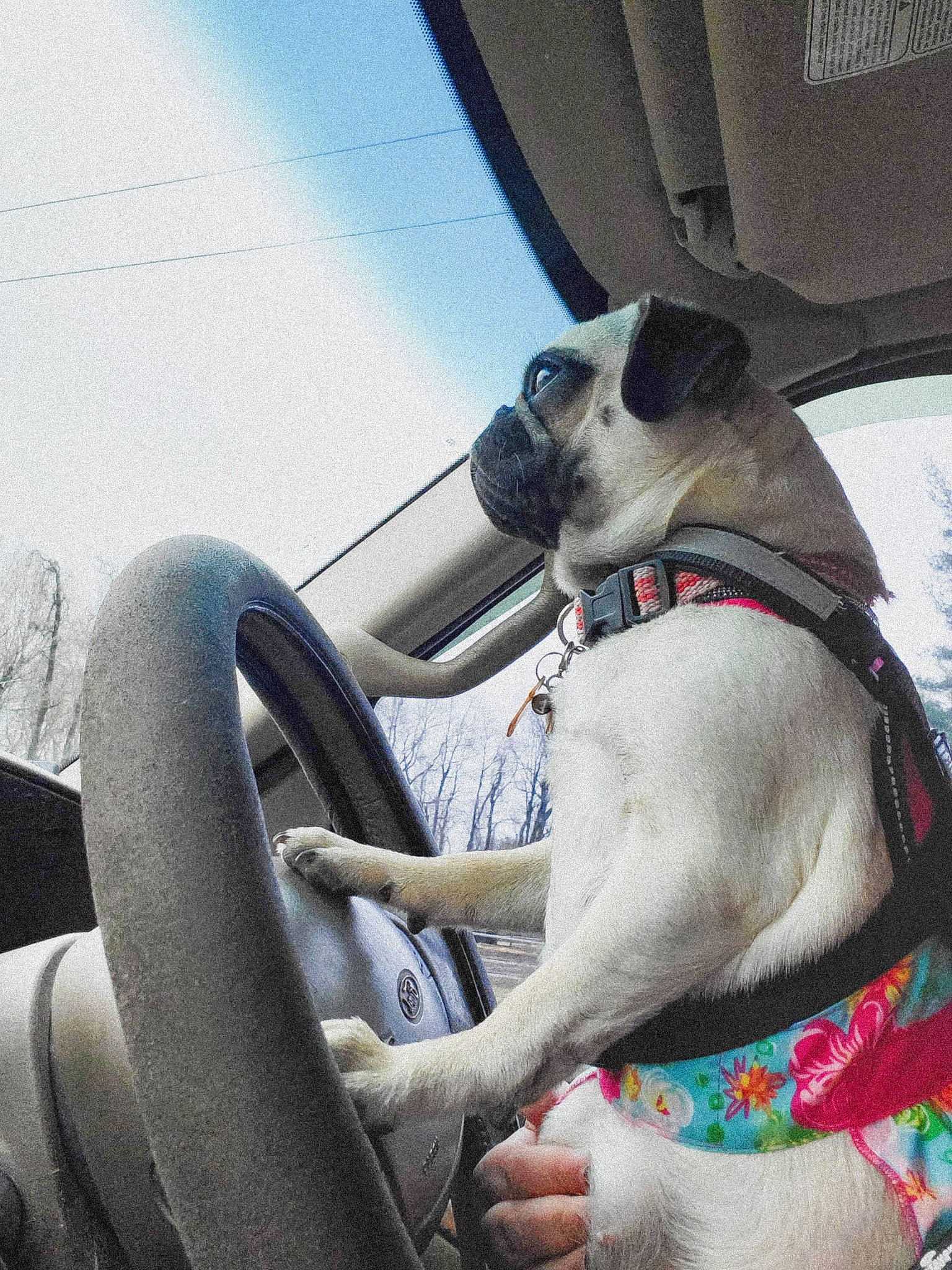 Ania joined the competition — help win amazing prizes! auto_part, automotive_exterior, automotive_mirror, automotive_tire, car, carnivore, collar, companion_dog, dog, dog_breed, fawn, hood, motor_vehicle, plant, rear_view_mirror, sky, steering_wheel, vehicle, vehicle_door, wheel
