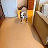 animal, armchair, bulldog, clothing, dog, doorway, dresser, furniture, home, indoors, living_room, looking_at_camera, pet, portrait, shadow, shirt, standing, sunlight, white_and_brown, wooden_floor