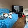basketball, blue_blanket, boots, brown_patches, cozy, dog, furniture, home, indoor, living_room, pet, plush_toy, rabbit_toy, relaxed, sleeping, sofa, television, upside_down, white_dog, wooden_floor