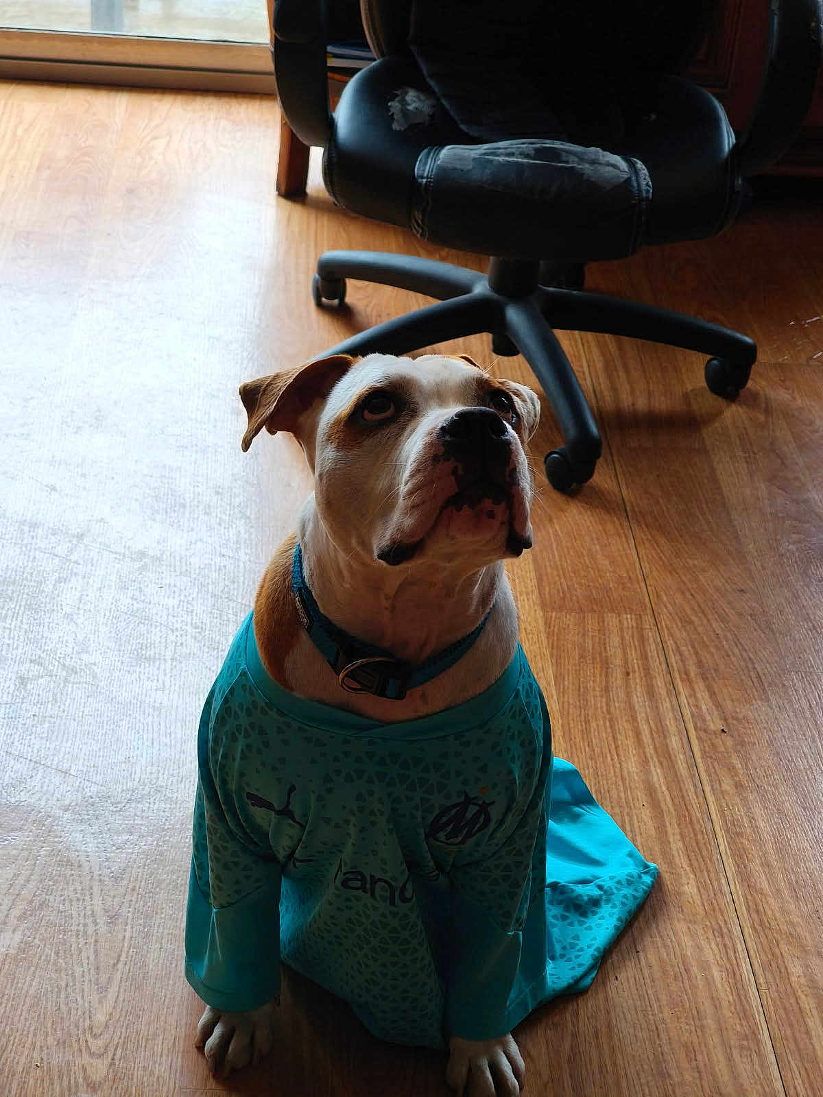 Ghost a rejoint le concours — aidez-le/la à gagner de superbes lots ! dog, pet, animal, indoor, wooden_floor, blue_jersey, sportswear, office_chair, looking_up, collar, seated, domestic_animal, cute, fur, ears, paw, expression, flooring, furniture, home