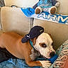 Ghost a rejoint le concours — aidez-le/la à gagner de superbes lots ! baseball_cap, blue_blanket, brown_and_white, chewing, collar, couch, cozy, dog, furniture, home, indoor, lying_down, pet, portrait, sitting, soccer_jersey, sports_fan, stuffed_animal, teddy_bear, toy