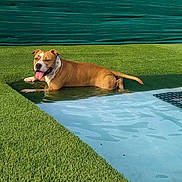 Ghost participe au concours pour gagner de l'argent avec cette photo : dog, brown_dog, white_dog, pool, water, grass, artificial_grass, fence, outdoor, sunny, pet, canine, relaxed, tongue_out, daylight, shadow, leisure, animal, playful, summer