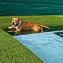 dog, brown_dog, white_dog, pool, water, grass, artificial_grass, fence, outdoor, sunny, pet, canine, relaxed, tongue_out, daylight, shadow, leisure, animal, playful, summer