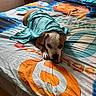 Ghost participe au concours pour gagner de l'argent avec cette photo : animal, bed, bedding, bedroom, blanket, brown_and_white, colorful, cozy, dog, eyes, face, furniture, indoors, lying_down, paws, pet, portrait, resting, short_hair, sleeping