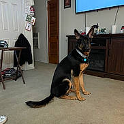 Apollo is registered to the contest to win money with this photo: black, canine, carpet, collar, dog, domestic_animal, ears, floor, furniture, german_shepherd, household, indoor, living_room, pet, room, sitting, tail, tan, television, wooden_cabinet