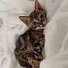 animal, blanket, blue_eyes, cat, cozy, cute, ears, face, feline, fur, indoor, kitten, lying_down, pet, portrait, sleeping_area, striped_fur, tabby, whiskers, white_blanket