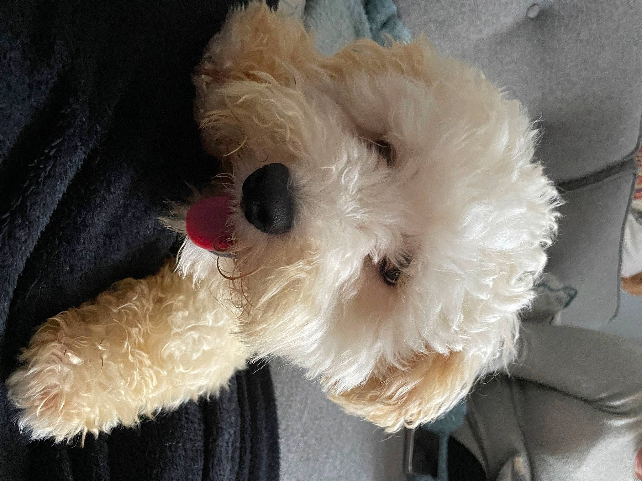 Herb is registered to the contest to win money with this photo: canidae, carnivore, collar, companion_dog, dog, dog_breed, dog_clothes, dog_supply, fashion_accessory, fur, pet_supply, plush, small_terrier, snout, sporting_group, stuffed_toy, terrier, toy, toy_dog, working_animal