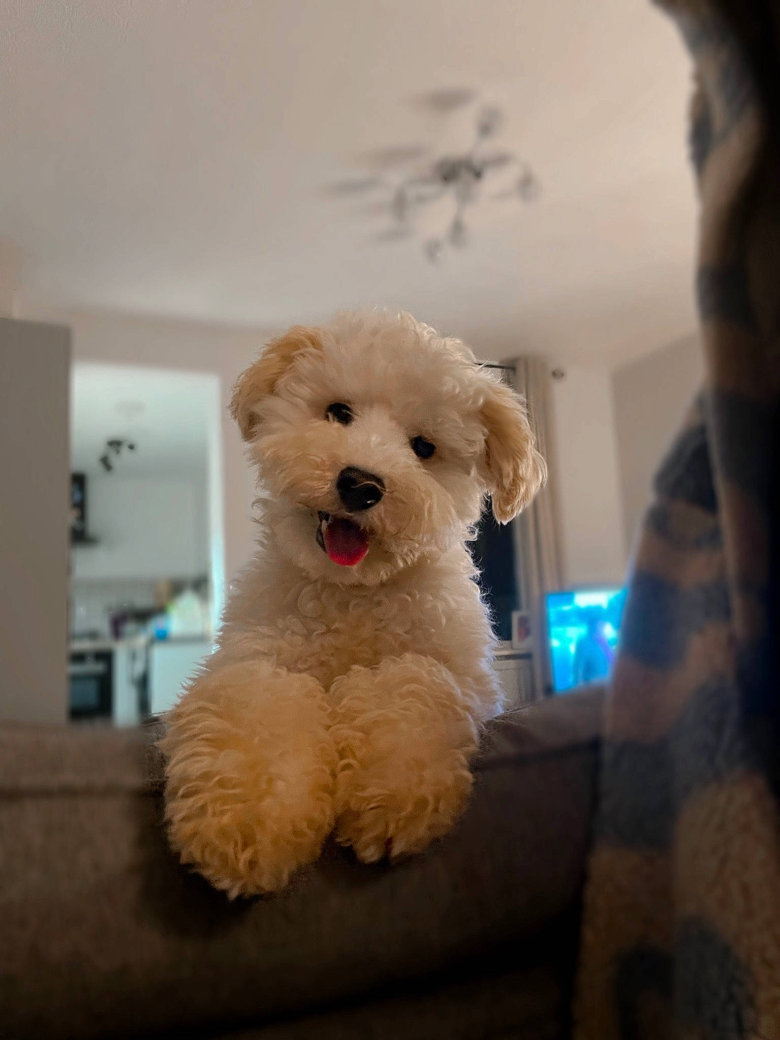 Herb joined the competition — help win amazing prizes! bichon, canidae, carnivore, chair, companion_dog, dog, dog_breed, labradoodle, maltepoo, non_sporting_group, poodle, poodle_crossbreed, puppy, snout, sporting_group, stuffed_toy, terrier, toy_dog, water_dog, working_animal
