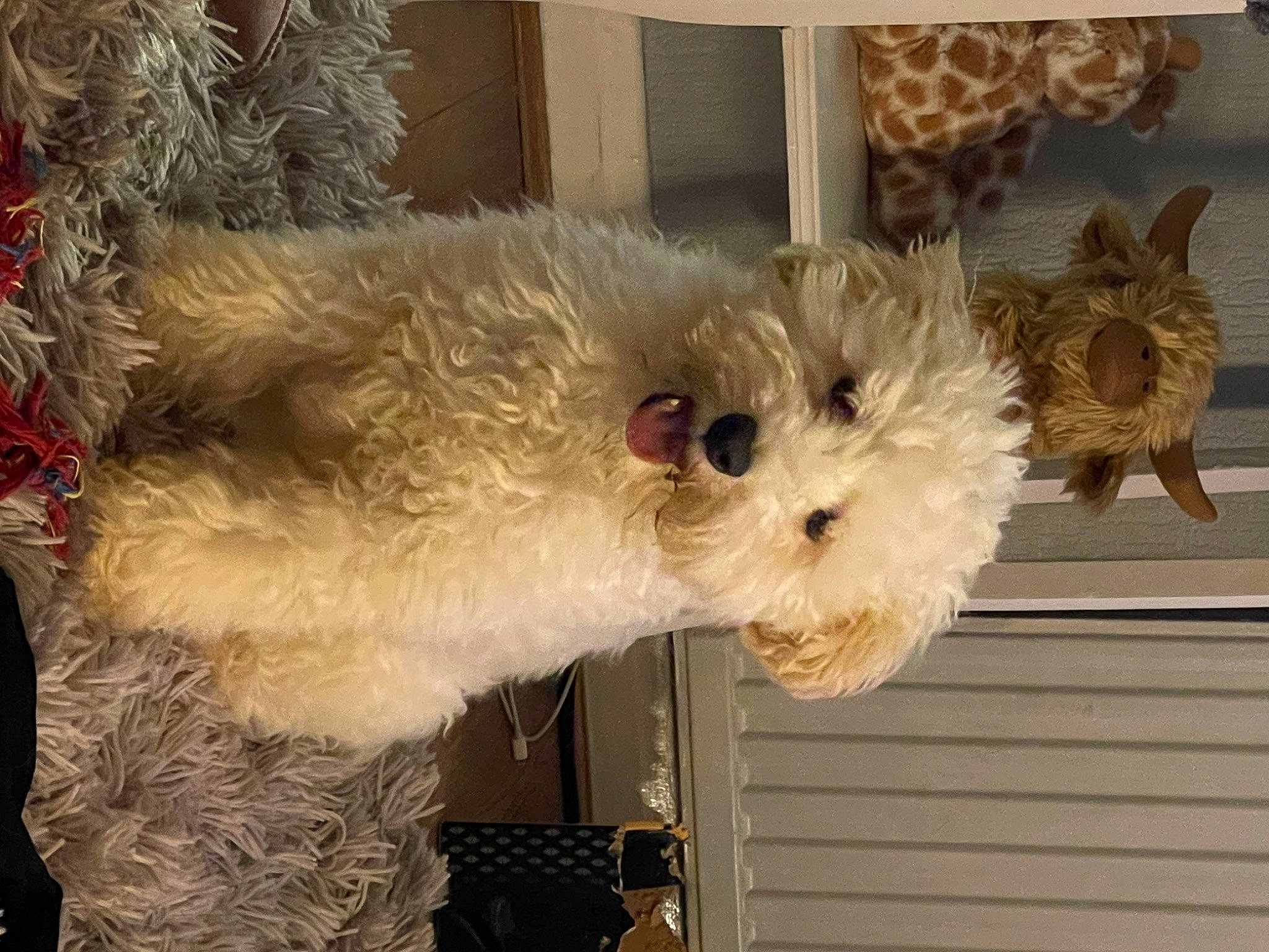 Herb is registered to the contest to win money with this photo: canidae, carnivore, companion_dog, dog, dog_breed, dog_supply, event, fawn, fur, non_sporting_group, plush, small_terrier, snout, sporting_group, stuffed_toy, tail, terrier, toy, toy_dog, working_animal