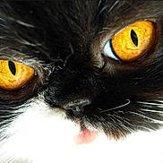 Tcheukie a rejoint le concours — aidez-le/la à gagner de superbes lots ! animal, black_fur, cat, close_up, curious, cute, domestic_animal, eyes, face, feline, golden_eyes, indoor, macro, nose, pet, portrait, soft_fur, tongue, whiskers, white_fur