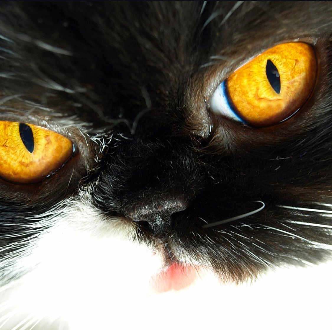 Tcheukie a rejoint le concours — aidez-le/la à gagner de superbes lots ! animal, black_fur, cat, close_up, curious, cute, domestic_animal, eyes, face, feline, golden_eyes, indoor, macro, nose, pet, portrait, soft_fur, tongue, whiskers, white_fur