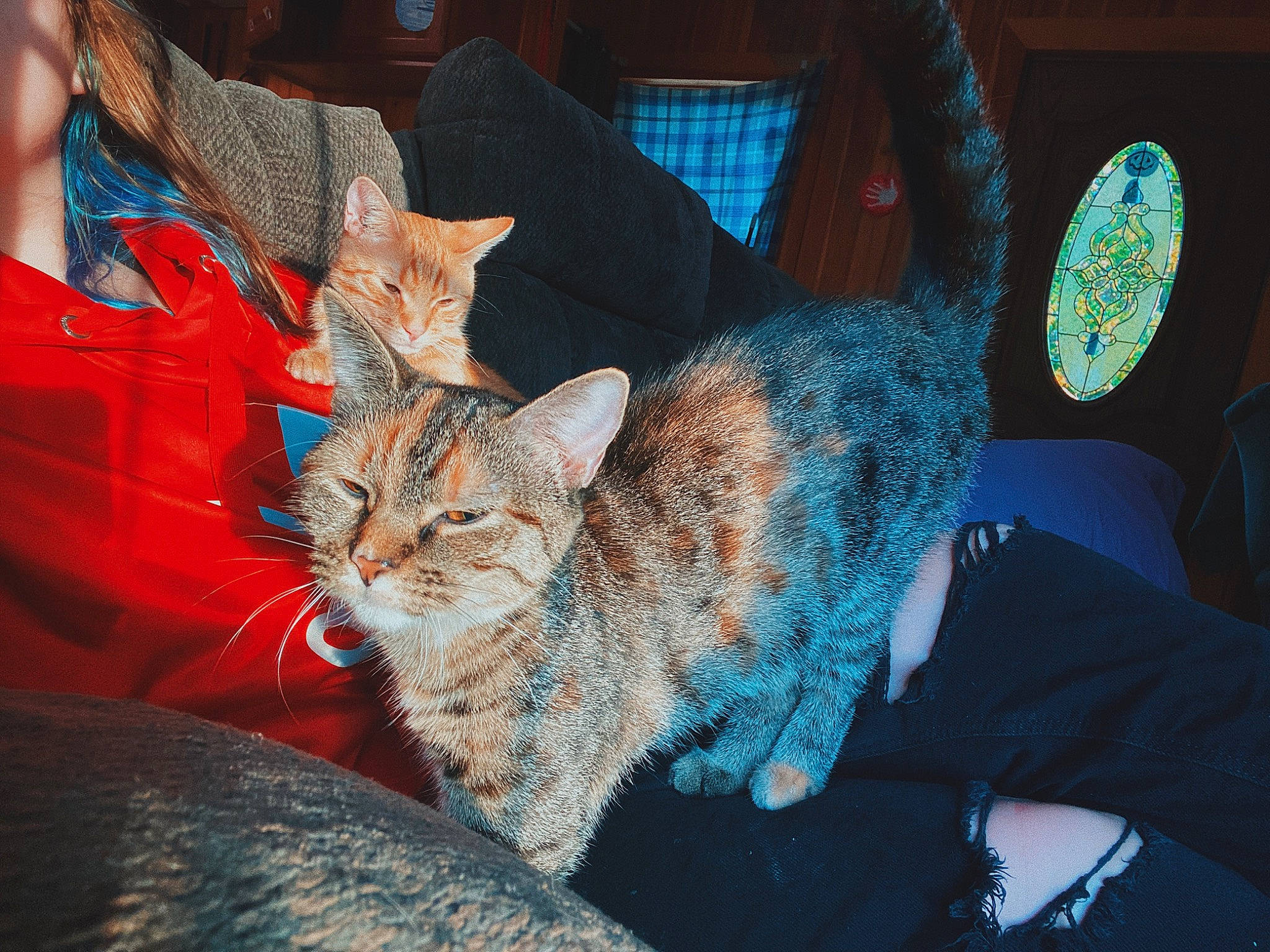 Azreal is registered to the contest to win money with this photo: carnivore, cat, claw, comfort, couch, domestic_short_haired_cat, fawn, felidae, fur, lap, linens, nap, paw, sitting, small_to_medium_sized_cats, snout, tail, thread, whiskers, wool