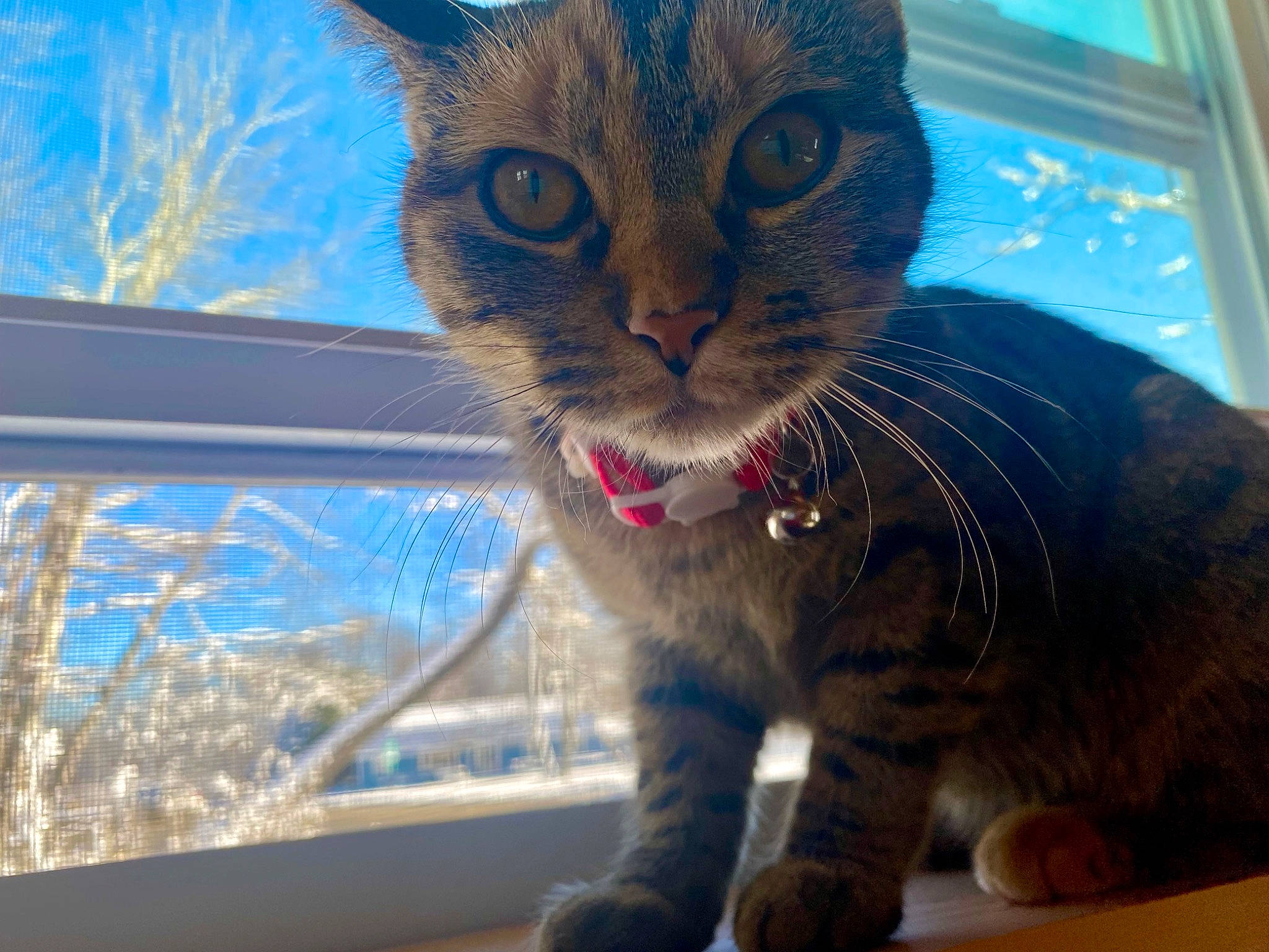 Azreal joined the competition — help win amazing prizes! blue, carnivore, cat, claw, domestic_short_haired_cat, electric_blue, fawn, felidae, fur, grass, paw, sky, small_to_medium_sized_cats, snout, tail, tree, whiskers, window, winter