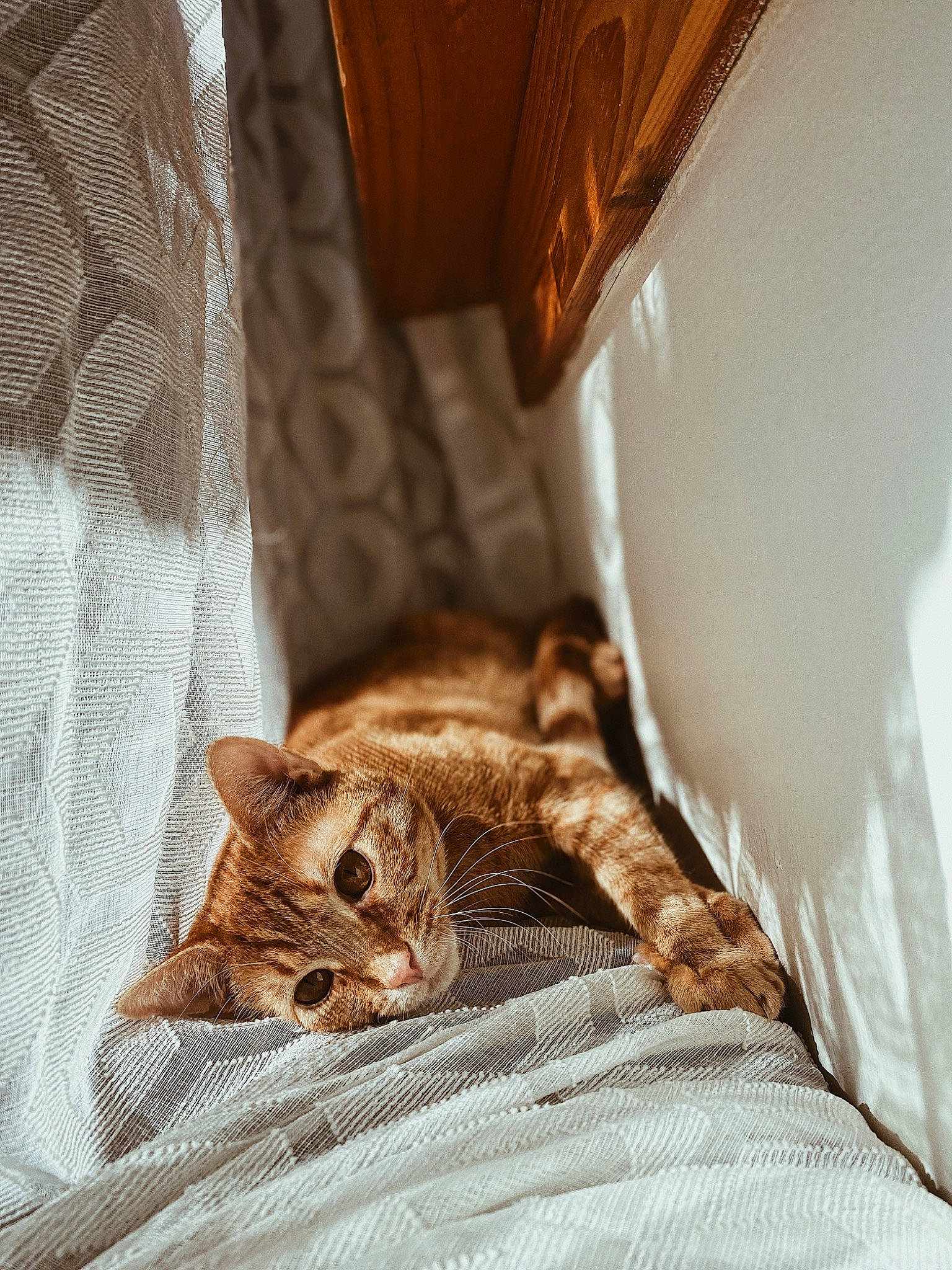 Otis joined the competition — help win amazing prizes! bed, bed_sheet, bedding, carnivore, cat, claw, comfort, couch, curtain, domestic_short_haired_cat, fawn, felidae, fur, linens, small_to_medium_sized_cats, tail, terrestrial_animal, textile, whiskers, wood