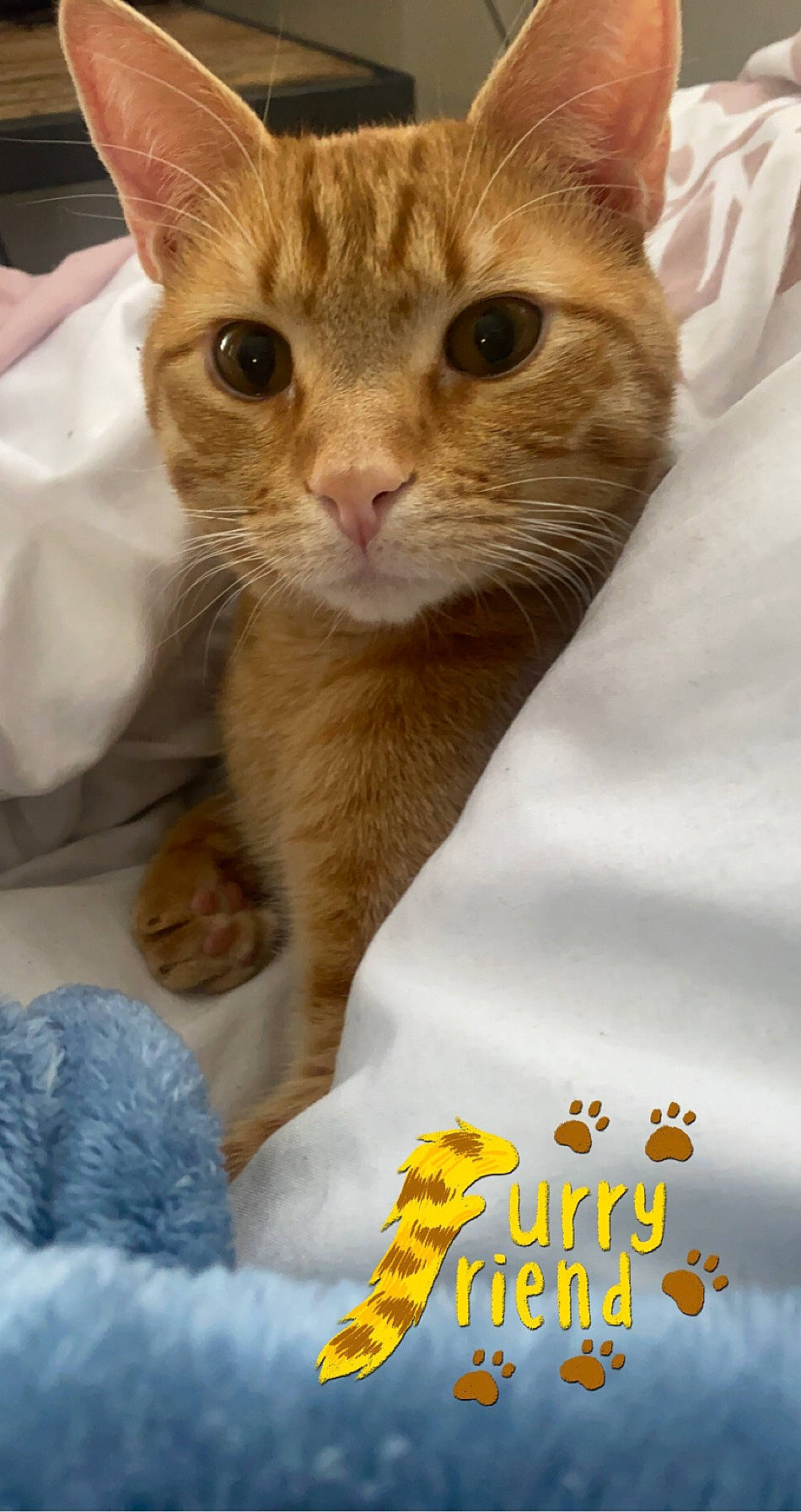 Otis is registered to the contest to win money with this photo: carnivore, cat, claw, close_up, comfort, domestic_short_haired_cat, fawn, felidae, font, fur, gesture, happy, linens, paw, pet_supply, photo_caption, photography, small_to_medium_sized_cats, snout, whiskers