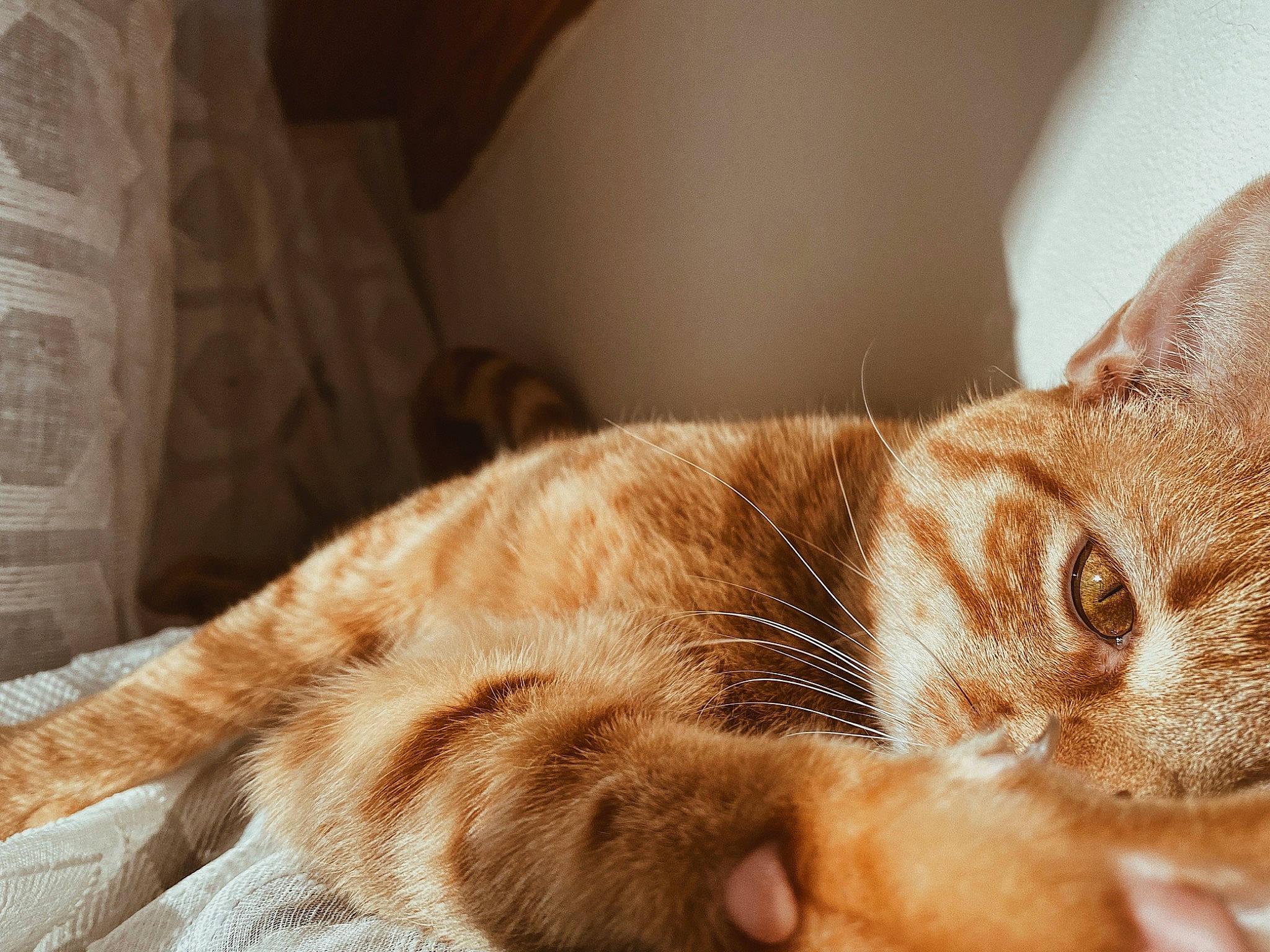 Otis is registered to the contest to win money with this photo: carnivore, cat, claw, comfort, couch, domestic_short_haired_cat, ear, eye, fawn, felidae, fur, linens, nap, paw, room, small_to_medium_sized_cats, tail, whiskers, wildlife, wood