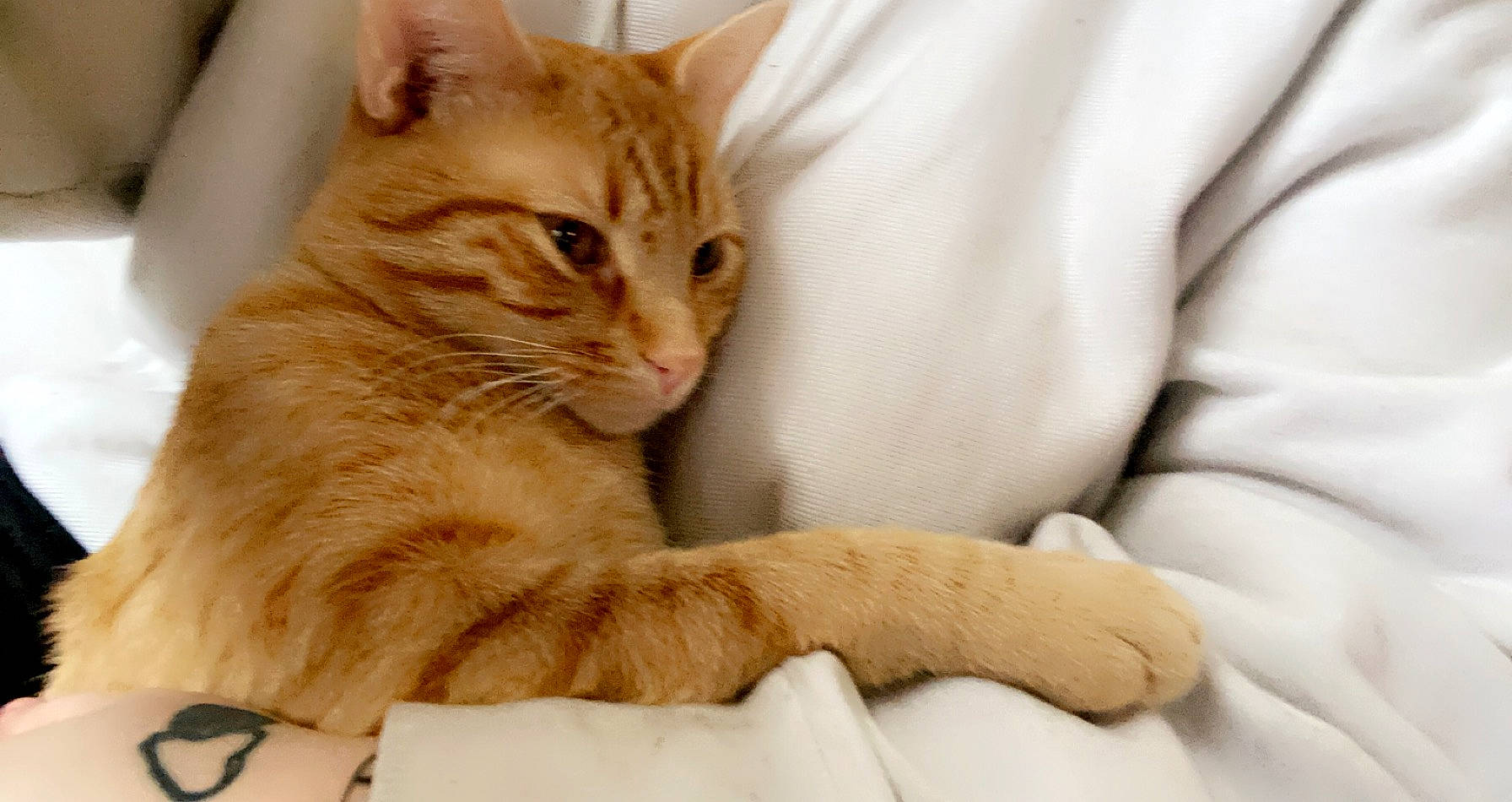 Otis joined the competition — help win amazing prizes! bed, carnivore, cat, cat_supply, claw, comfort, domestic_short_haired_cat, fawn, felidae, fur, gesture, nap, paw, sitting, small_to_medium_sized_cats, snout, tail, whiskers