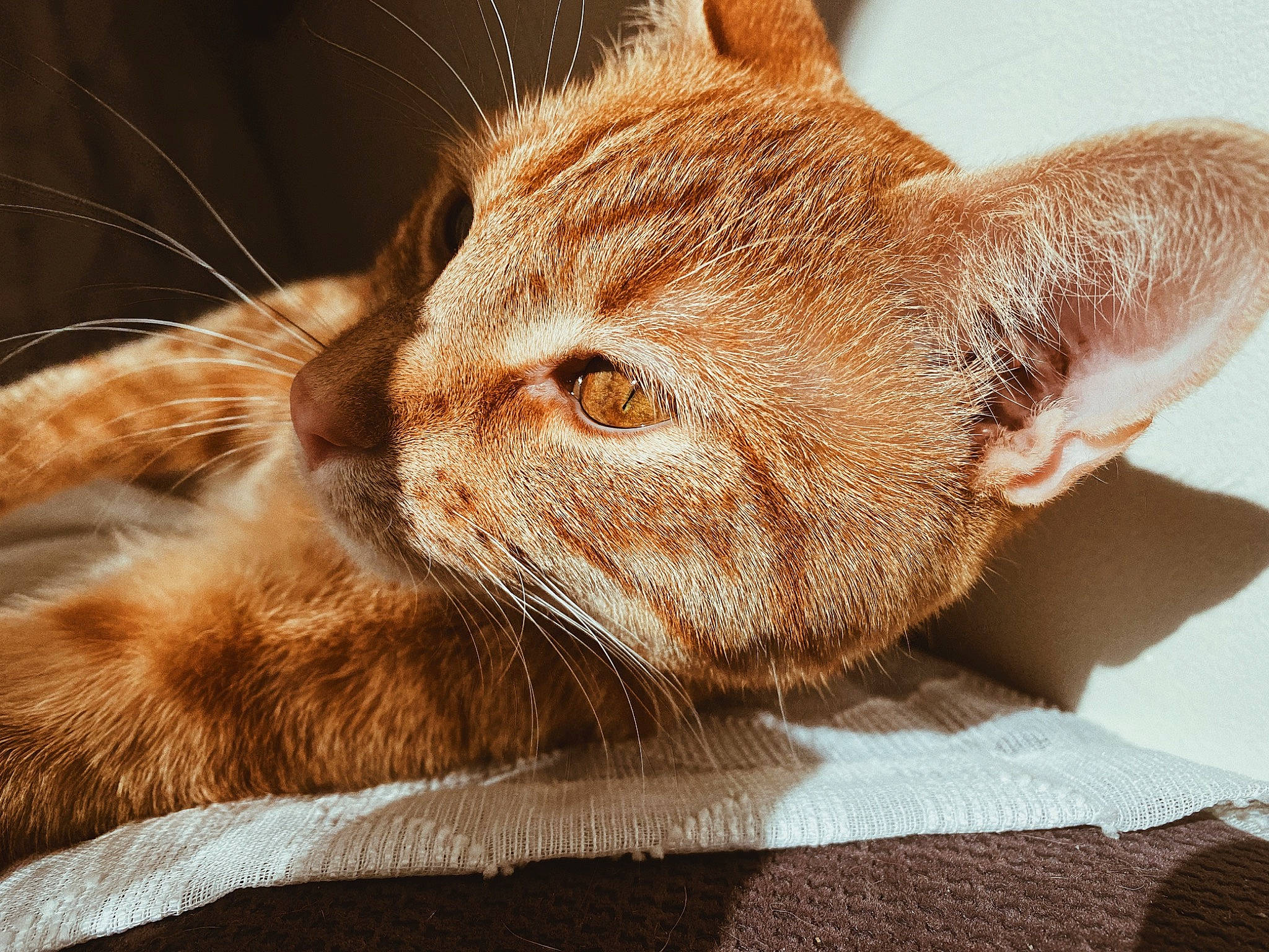 Otis joined the competition — help win amazing prizes! carnivore, cat, claw, close_up, comfort, domestic_short_haired_cat, ear, fawn, felidae, fur, head, macro_photography, paw, sand, small_to_medium_sized_cats, snout, tail, terrestrial_animal, whiskers, wildlife