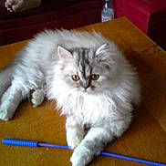 Prunèle a rejoint le concours — aidez-le/la à gagner de superbes lots ! cat, fluffy, table, toy, blue_stick, couch, red_couch, water_bottle, paws, fur, relaxed, indoor, pet, animal, wooden_table, furniture, bare_feet, home, cozy, resting