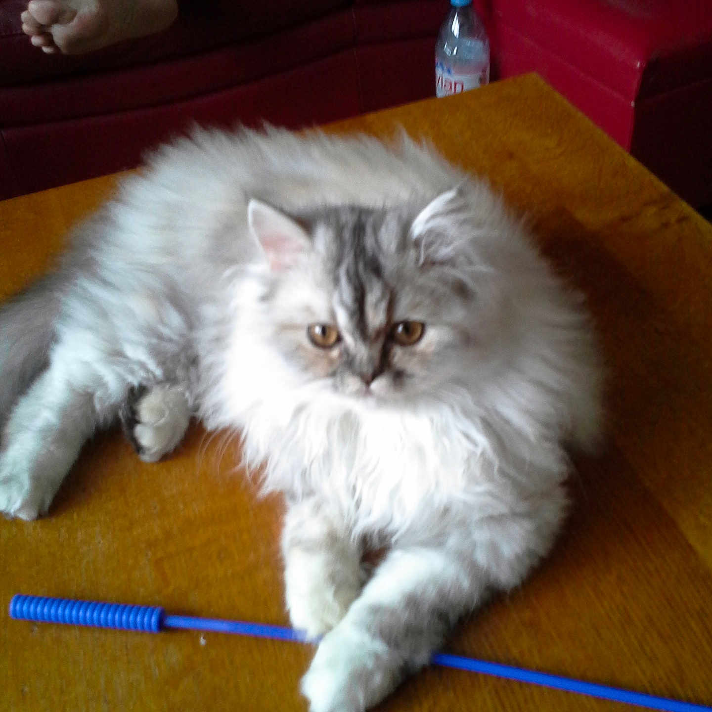 Prunèle a rejoint le concours — aidez-le/la à gagner de superbes lots ! animal, bare_feet, blue_stick, cat, couch, cozy, fluffy, fur, furniture, home, indoor, paws, pet, red_couch, relaxed, resting, table, toy, water_bottle, wooden_table