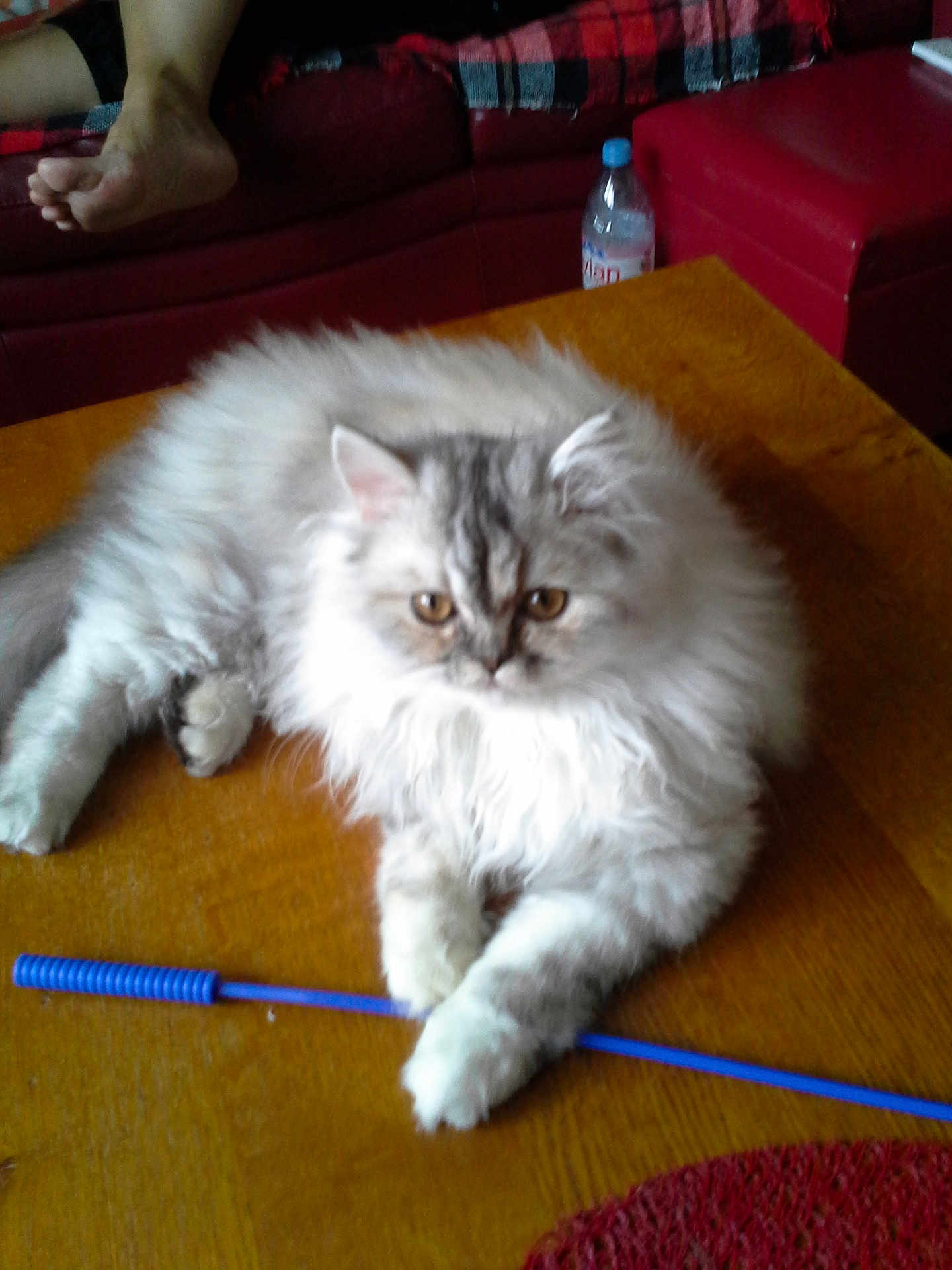 Prunèle a rejoint le concours — aidez-le/la à gagner de superbes lots ! cat, fluffy, table, toy, blue_stick, couch, red_couch, water_bottle, paws, fur, relaxed, indoor, pet, animal, wooden_table, furniture, bare_feet, home, cozy, resting