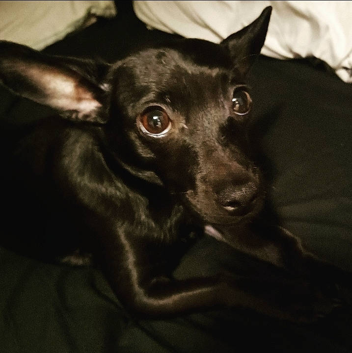 Raine joined the competition — help win amazing prizes! borador, canidae, carnivore, companion_dog, darkness, dog, dog_breed, ear, eye, fawn, fur, grey, head, jaw, snout, sporting_group, terrestrial_animal, toy_dog, whiskers, working_animal