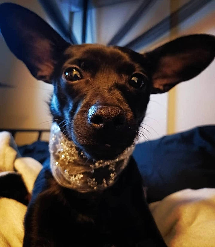 Raine joined the competition — help win amazing prizes! canidae, carnivore, collar, companion_dog, dog, dog_breed, dog_collar, dog_supply, ear, electric_blue, fawn, fur, jaw, pet_supply, snout, sporting_group, toy_dog, whiskers, working_animal