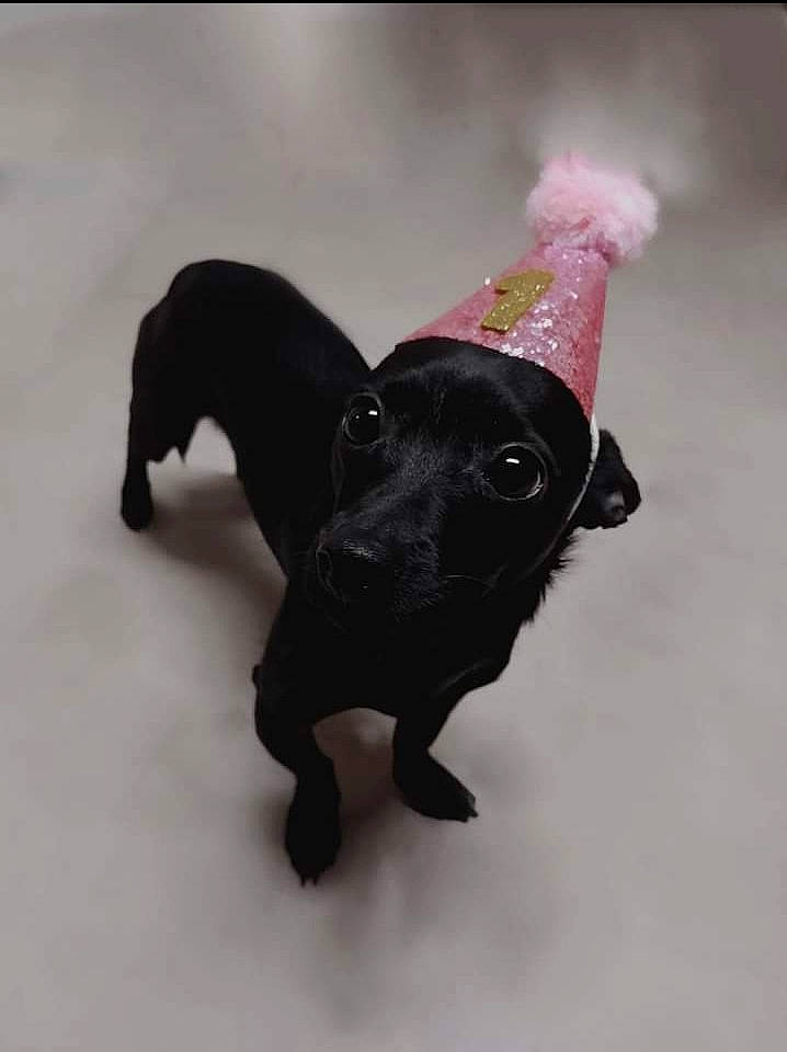 Raine is registered to the contest to win money with this photo: borador, canidae, carnivore, collar, companion_dog, dog, dog_breed, dog_collar, dog_supply, electric_blue, fur, gesture, magenta, pet_supply, retriever, snout, sporting_group, tail, toy, working_animal