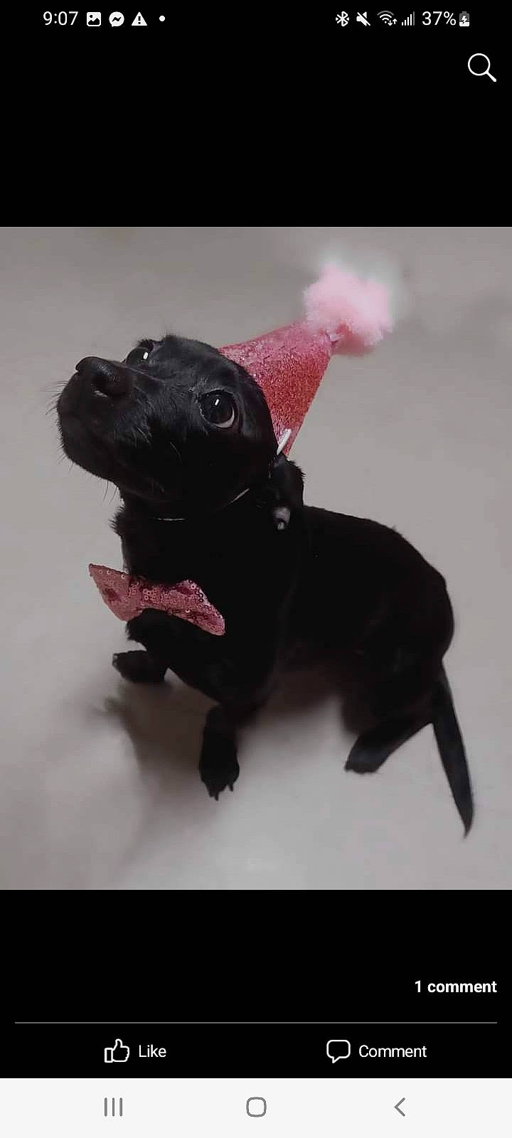 Raine is registered to the contest to win money with this photo: animal_figure, canidae, carmine, carnivore, companion_dog, dog, dog_breed, dog_clothes, fashion_accessory, fawn, fictional_character, leash, liver, magenta, sporting_group, tail, terrestrial_animal, toy, toy_dog, working_animal