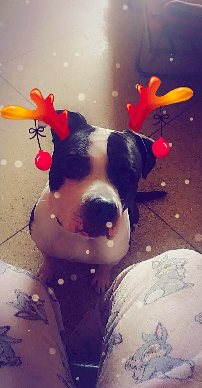 Kaira a rejoint le concours — aidez-le/la à gagner de superbes lots ! carnivore, christmas_ornament, companion_dog, cool, dog, dog_breed, dog_clothes, dog_collar, eyewear, fawn, fun, fur, happy, light, lighting, personal_protective_equipment, recreation, selfie, whiskers, working_animal