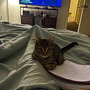 Odin is registered to the contest to win money with this photo: animal, bed, blanket, carpet, cat, cozy, curious, door, furniture, handwriting, indoor, lamp, living_room, notebook, pet, relaxation, study, tabby_cat, television, warm_lighting