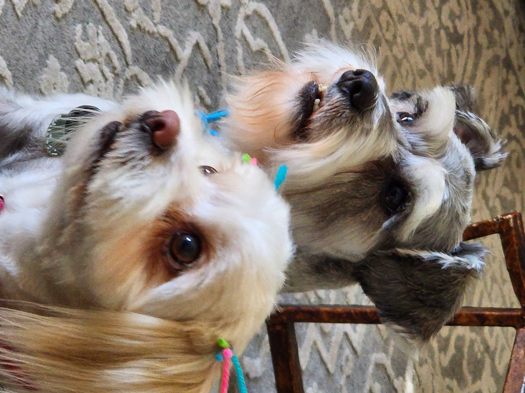 Sierrabear is registered to the contest to win money with this photo: canidae, carnivore, collar, companion_dog, dog, dog_breed, dog_collar, dog_supply, fawn, fur, liver, non_sporting_group, pet_supply, small_terrier, snout, sporting_group, terrier, toy_dog, whiskers, working_animal