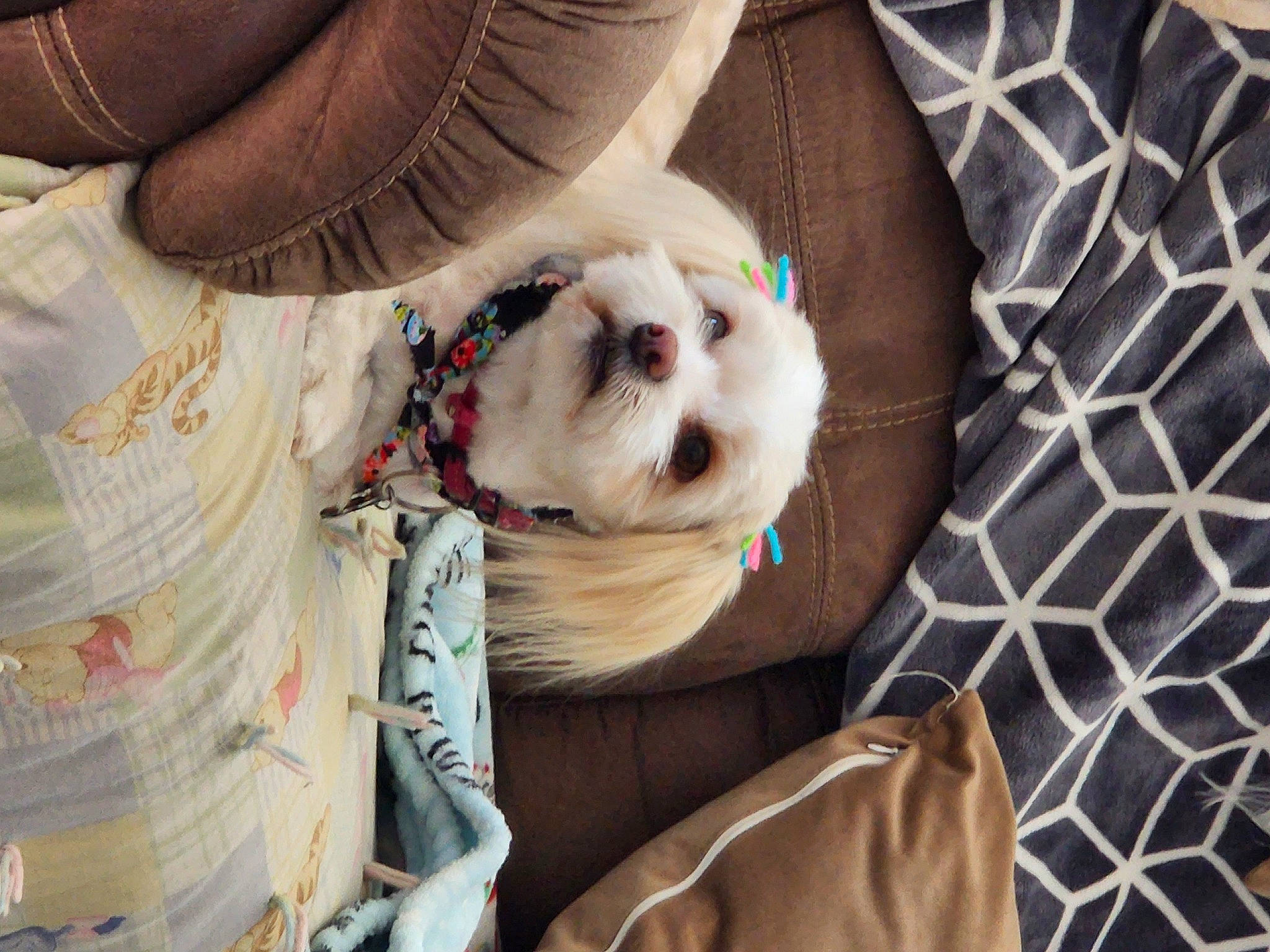 Sierrabear joined the competition — help win amazing prizes! canidae, carnivore, collar, comfort, companion_dog, dog, dog_breed, dog_clothes, dog_supply, eyewear, fawn, felidae, fur, glasses, snout, sporting_group, sunglasses, toy_dog, whiskers, working_animal