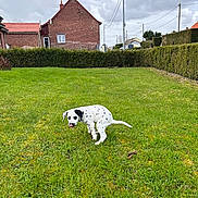José participe au concours pour gagner de l'argent avec cette photo : dog, dalmatian, puppy, grass, lawn, outdoor, house, brick_house, hedge, sky, cloudy, pet, animal, greenery, yard, nature, playful, cute, canine, suburban