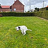 dog, dalmatian, puppy, grass, lawn, outdoor, house, brick_house, hedge, sky, cloudy, pet, animal, greenery, yard, nature, playful, cute, canine, suburban