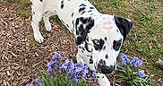 José participe au concours pour gagner de l'argent avec cette photo : dalmatian, puppy, dog, spots, heterochromia, blue_eye, brown_eye, flowers, garden, grass, plants, outdoor, nature, greenery, leafy, playful, cute, pet, canine, spring