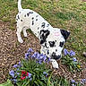 dalmatian, puppy, dog, spots, heterochromia, blue_eye, brown_eye, flowers, garden, grass, plants, outdoor, nature, greenery, leafy, playful, cute, pet, canine, spring