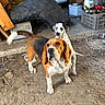 José participe au concours pour gagner de l'argent avec cette photo : dog, beagle, spotted_dog, indoor, rustic, cluttered, dirt_floor, curious, pet, animal, two_dogs, brown, white, black, ears, tail, floor, crate, bottle, cabinet