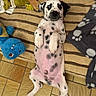 dog, puppy, dalmatian, spots, lying_down, indoor, blanket, toy, playful, cute, pink_tummy, floor_tiles, striped_blanket, paw, plush_toy, pet, animal, relaxed, black_and_white, fur