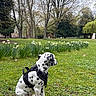 José a rejoint le concours — aidez-le/la à gagner de superbes lots ! dalmatian, puppy, dog, black_harness, grass, flowers, trees, park, outdoor, nature, spring, greenery, sitting, canine, pet, young_dog, spotted, leisure, daytime, scenic